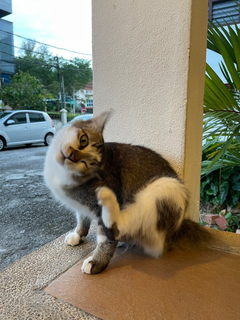 Cutie - Domestic Short Hair Cat