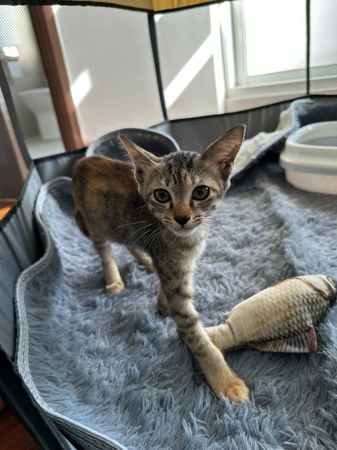 Choppy - Domestic Short Hair Cat