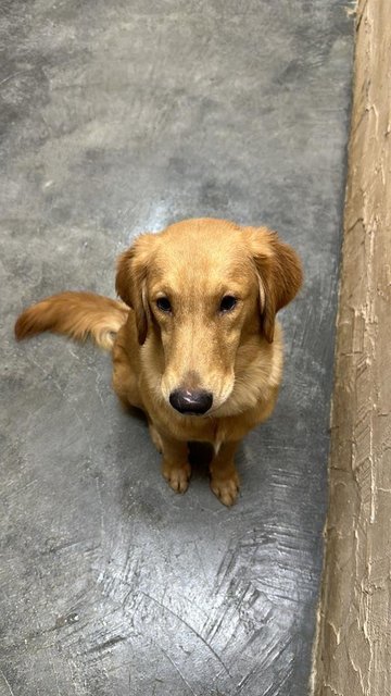 Tofu (Large Breed)  - Golden Retriever Dog