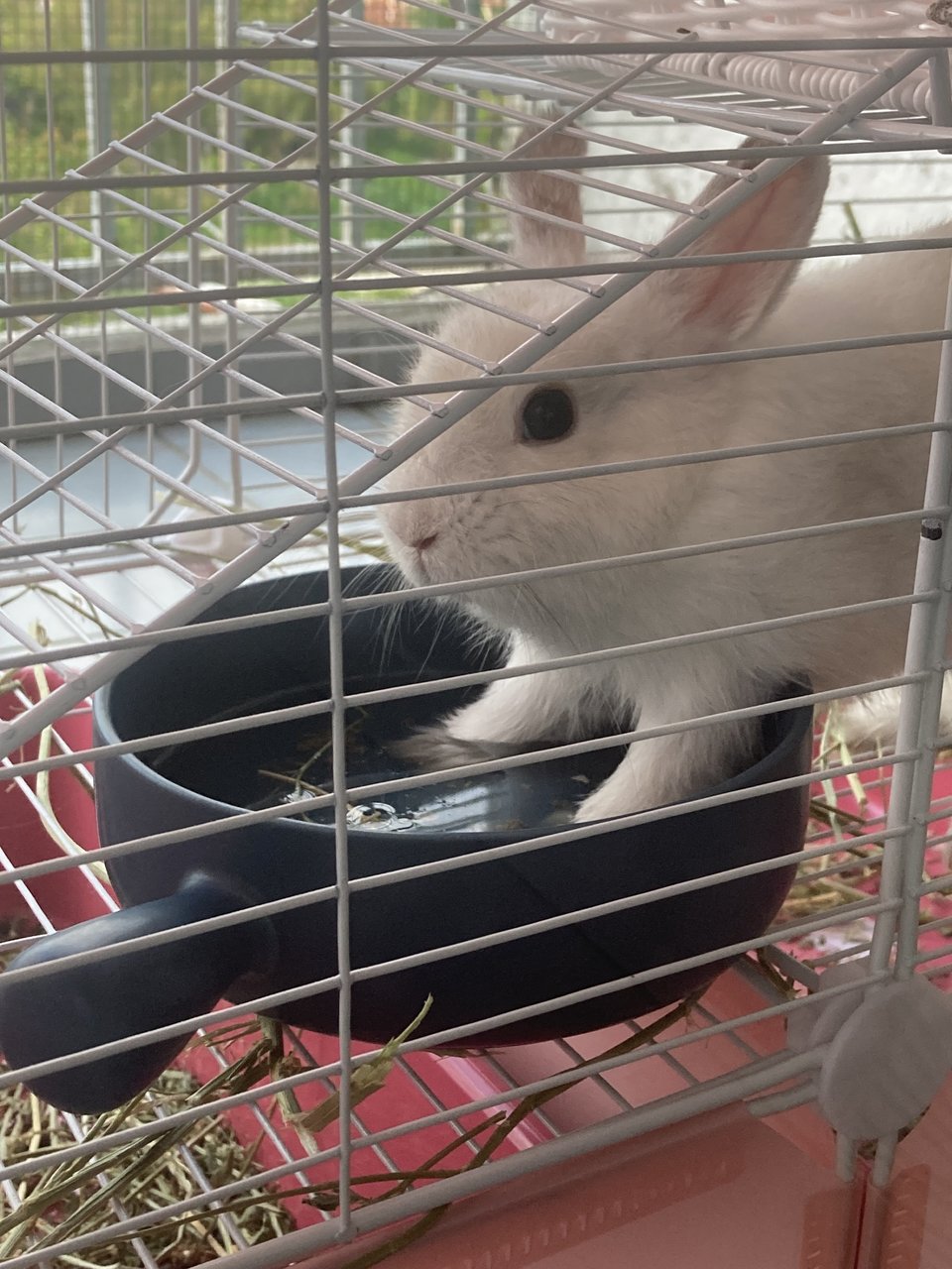 Quin - Netherland Dwarf Rabbit