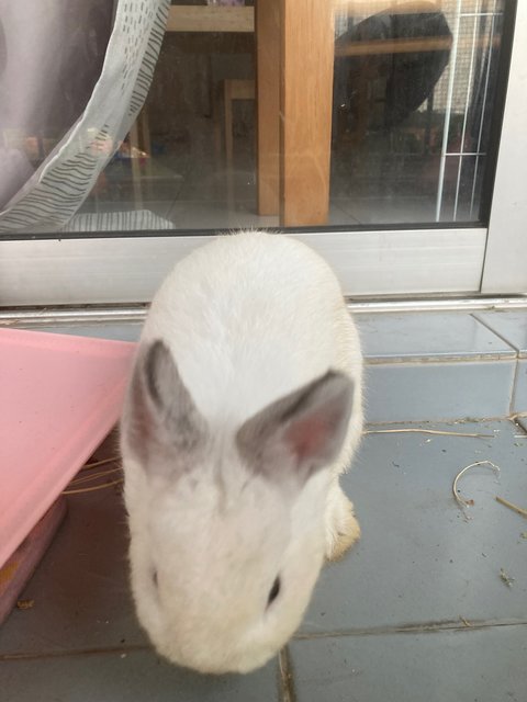 Quin - Netherland Dwarf Rabbit