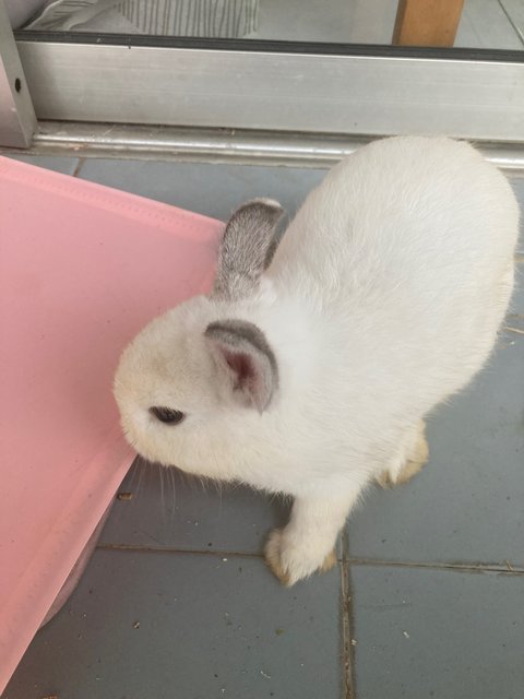 Quin - Netherland Dwarf Rabbit