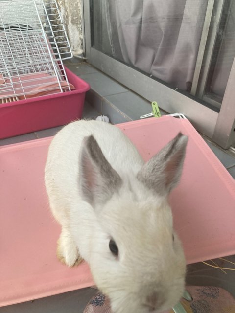 Quin - Netherland Dwarf Rabbit