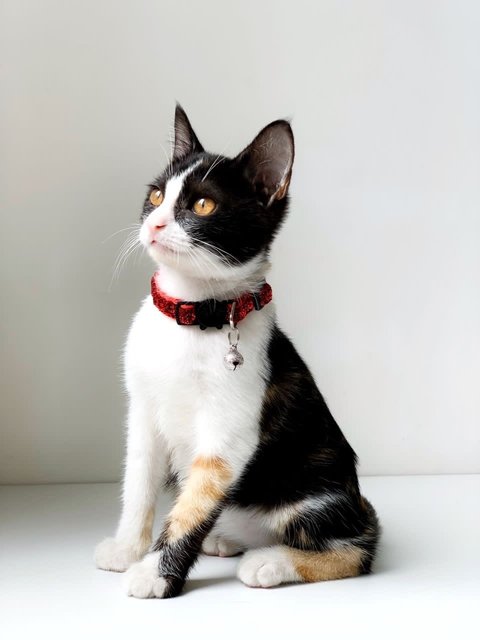 Lady Meowmalade - Domestic Short Hair Cat