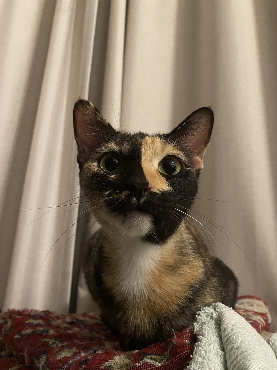 Tortie  - Domestic Short Hair Cat