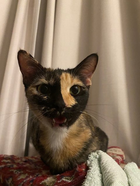 Tortie  - Domestic Short Hair Cat