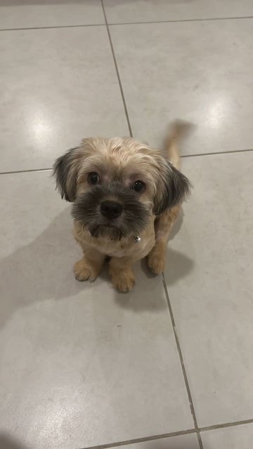 Bruno - Shih Tzu Mix Dog