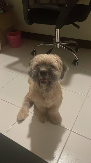 Bruno - Shih Tzu Mix Dog