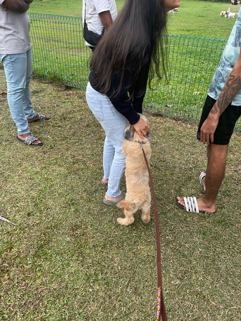 Bruno - Shih Tzu Mix Dog