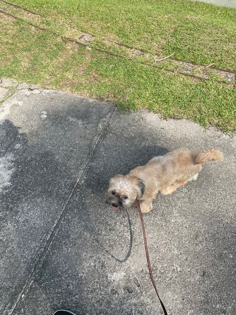 Bruno - Shih Tzu Mix Dog