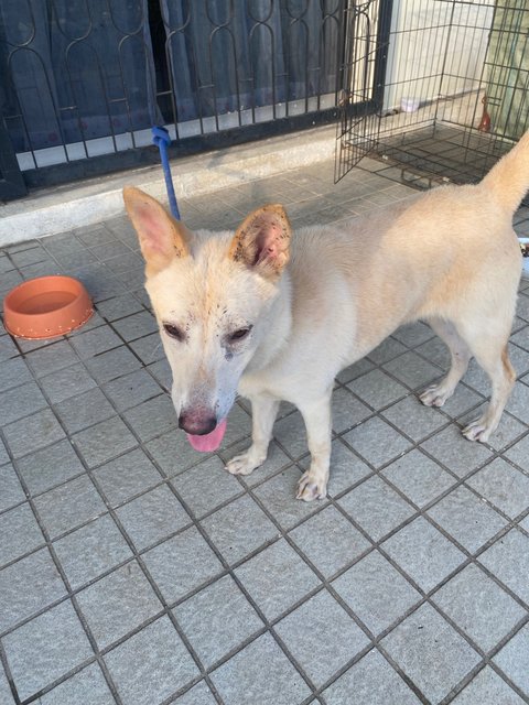 Girl - Mixed Breed Dog