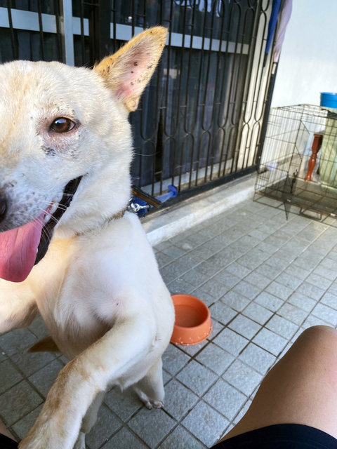 Girl - Mixed Breed Dog