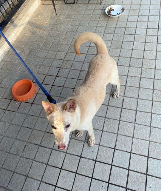 Girl - Mixed Breed Dog