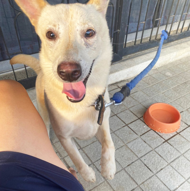 Girl - Mixed Breed Dog