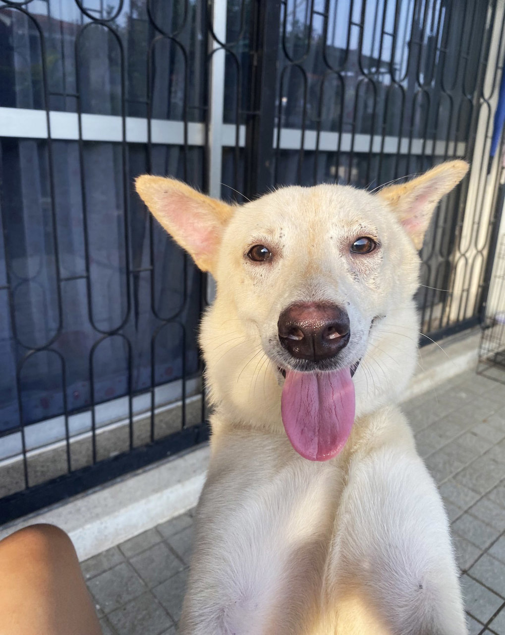 Girl - Mixed Breed Dog