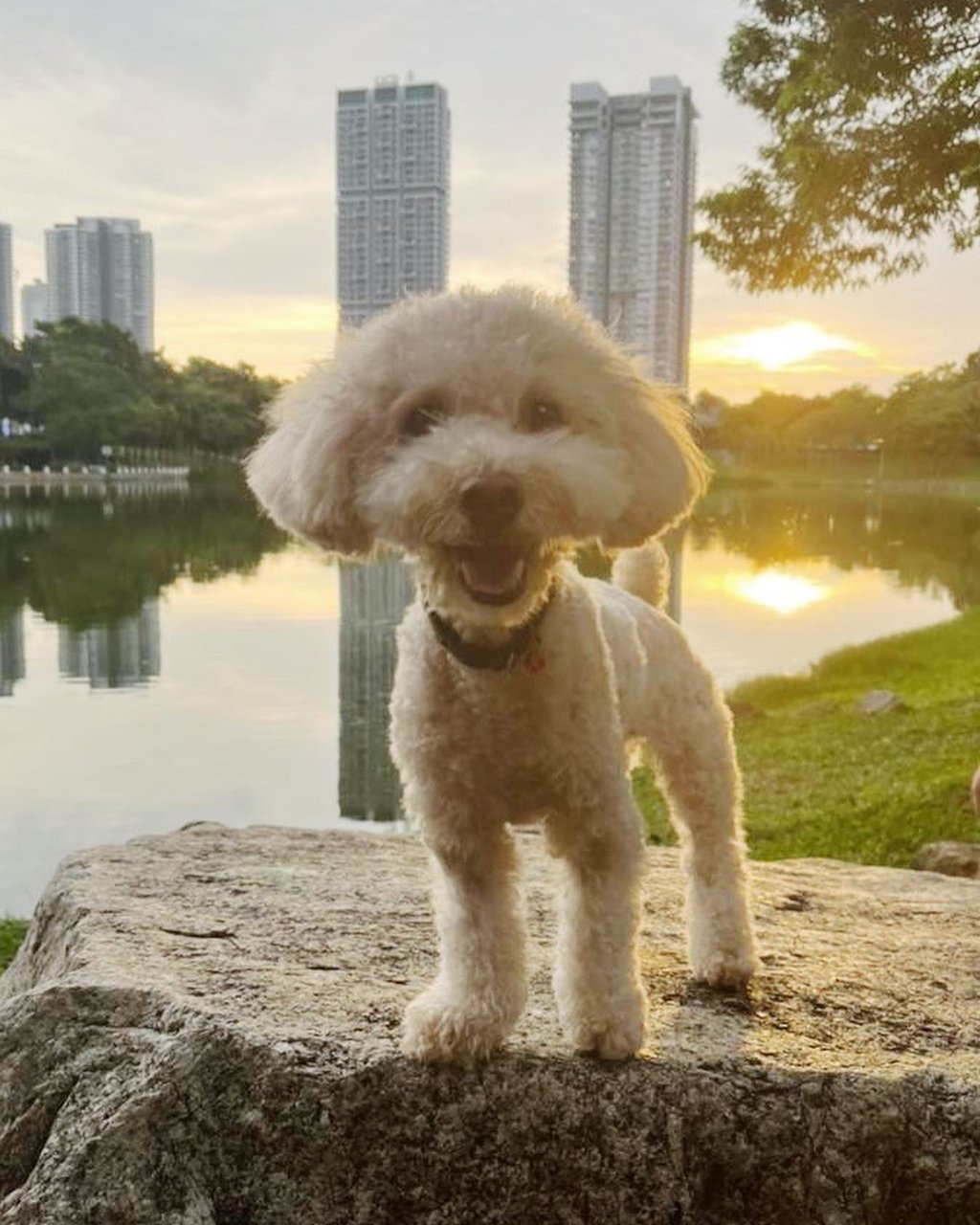 Bruno - Poodle Dog