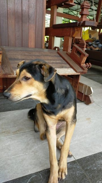 Kala - Mixed Breed Dog