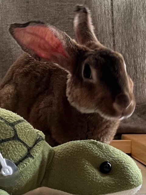 Beebee - Belgian Hare Rabbit