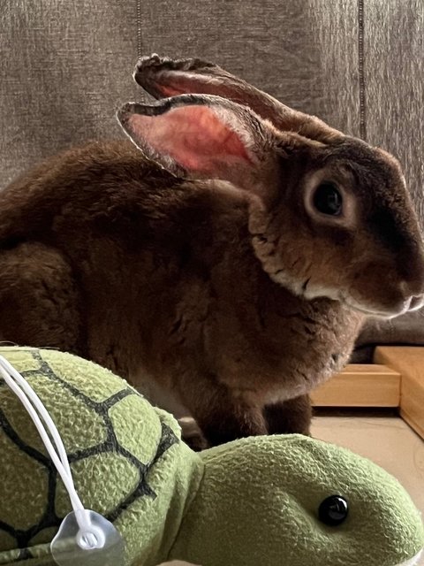 Beebee - Belgian Hare Rabbit