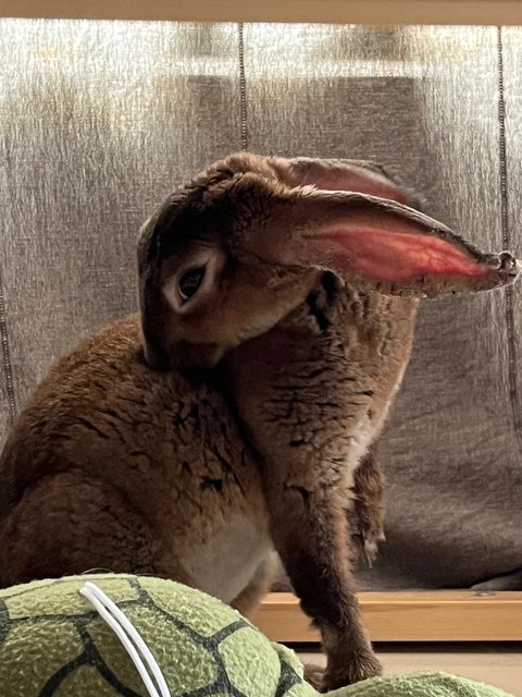 Beebee - Belgian Hare Rabbit