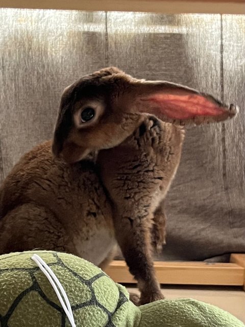 Beebee - Belgian Hare Rabbit