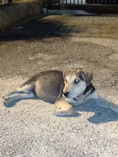 Luo Tuo - Mixed Breed Dog