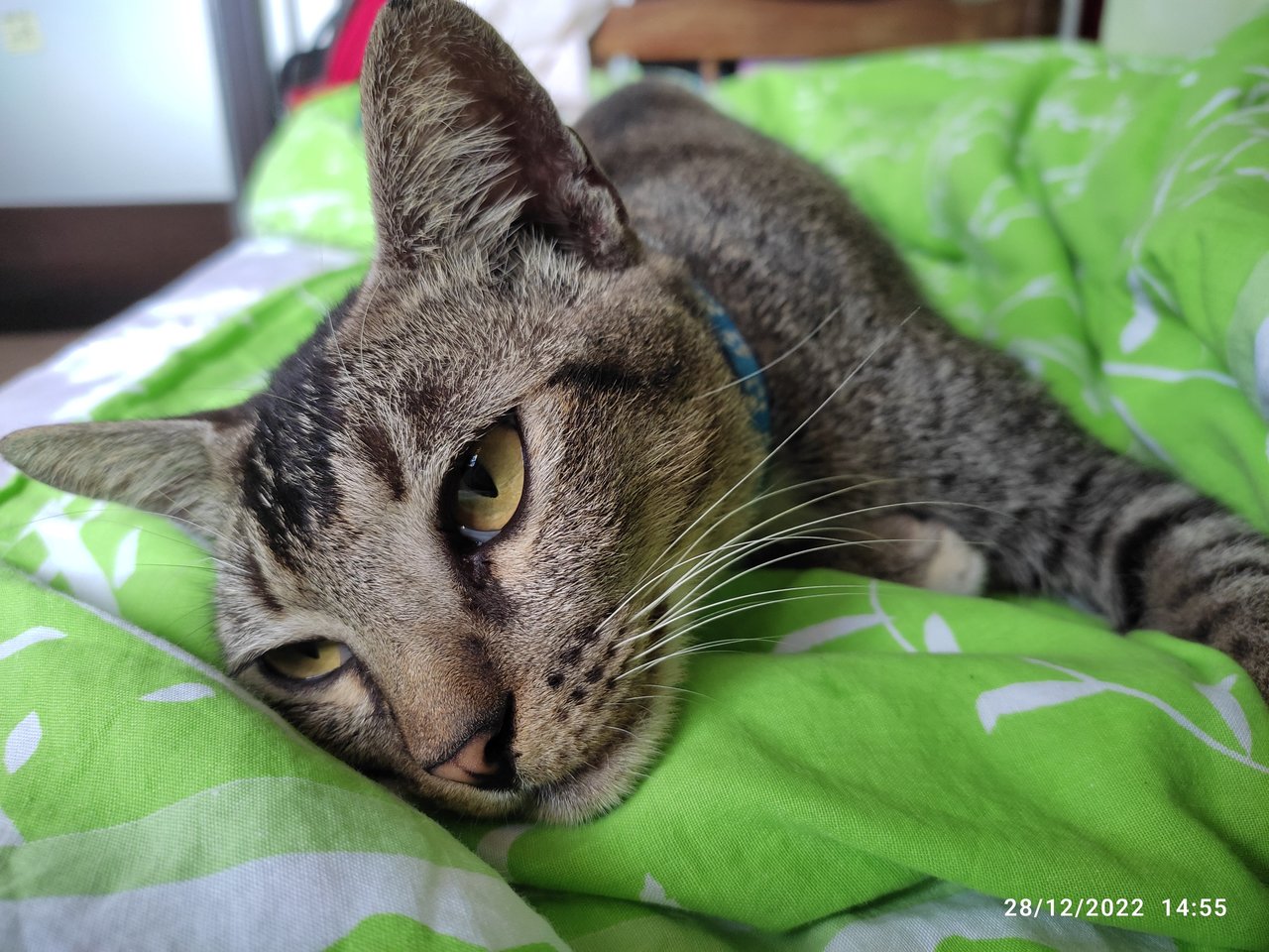 Caramel - Domestic Short Hair Cat