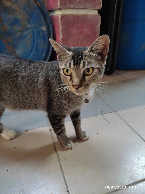 Caramel - Domestic Short Hair Cat