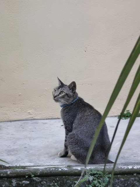 Caramel - Domestic Short Hair Cat