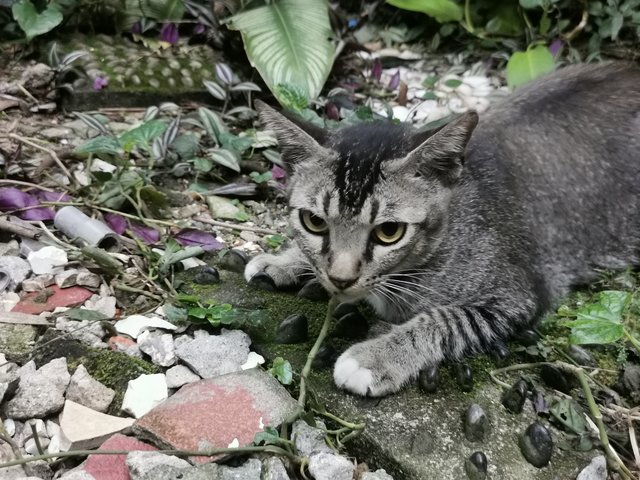 Caramel - Domestic Short Hair Cat