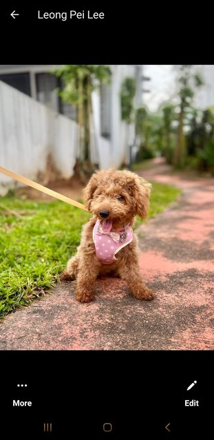 Nugget - Poodle Dog