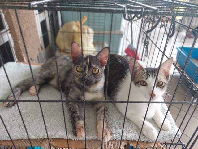 Kaya 🍞 &amp; Pepper 🧂 (Both Reserved) - Domestic Short Hair Cat