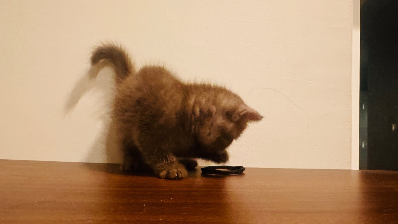 Habuk - British Shorthair Cat