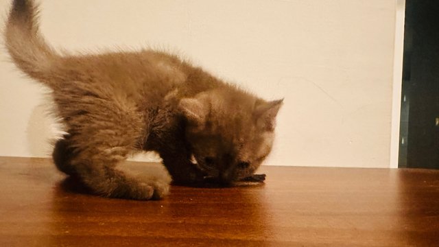 Habuk - British Shorthair Cat