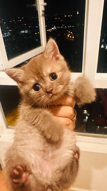 Habuk - British Shorthair Cat