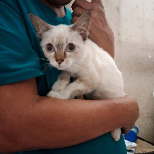 Skye - Siamese + Domestic Short Hair Cat