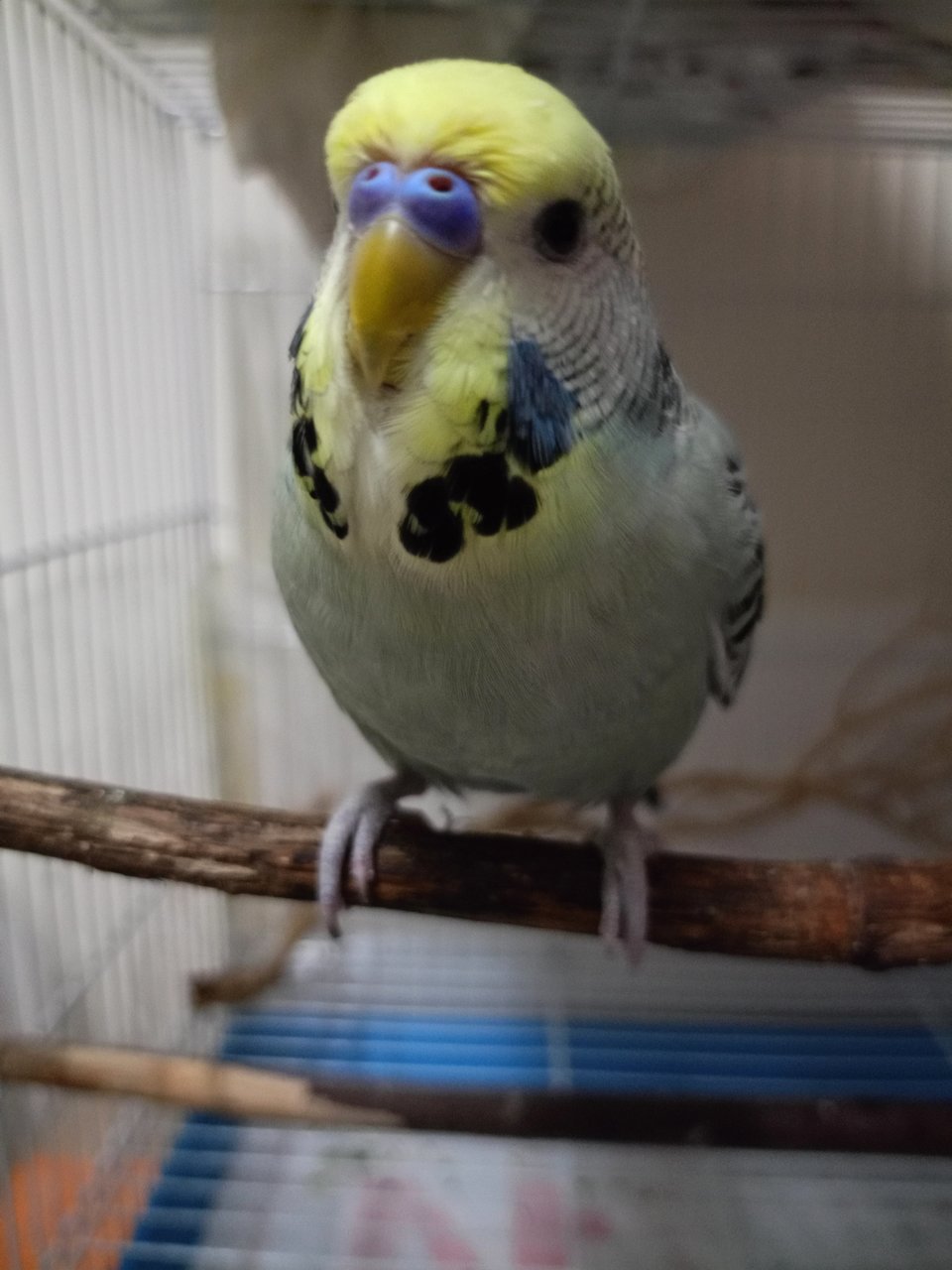 Peri - Budgie/Budgerigar Bird