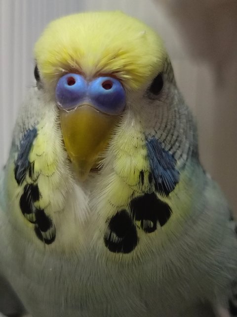 Peri - Budgie/Budgerigar Bird