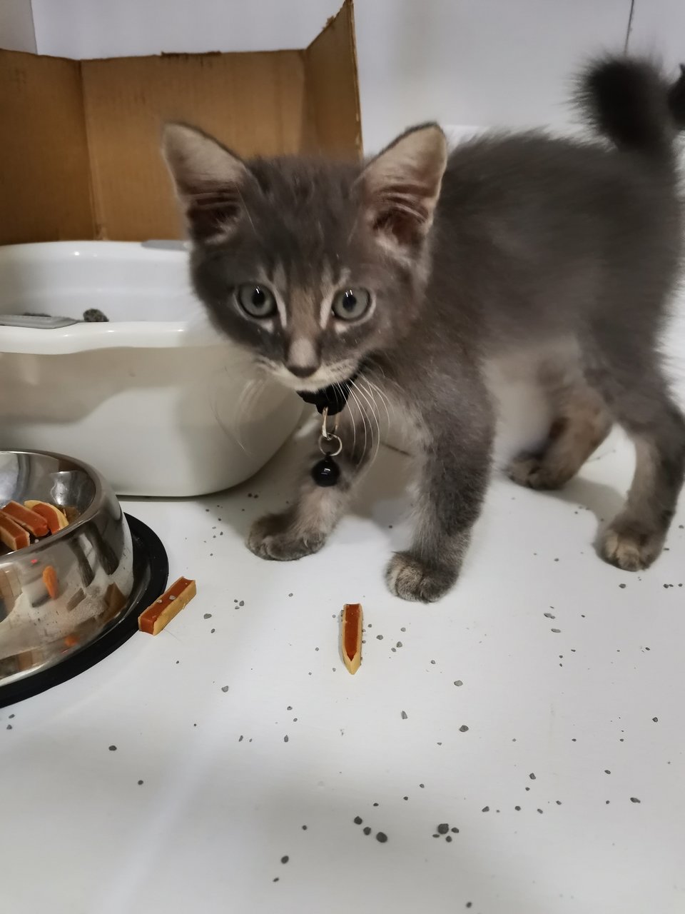 Tom &amp; Milk - Domestic Medium Hair Cat