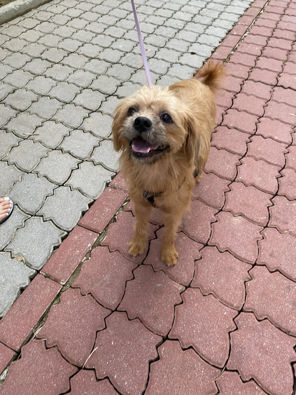 Shaggy - Shih Tzu + Terrier Dog