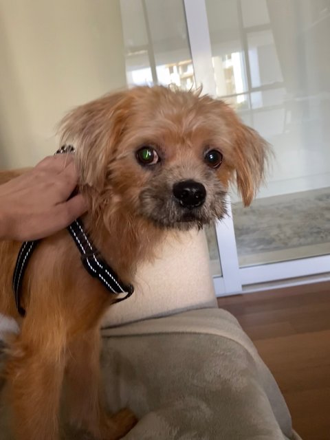 Shaggy - Shih Tzu + Terrier Dog