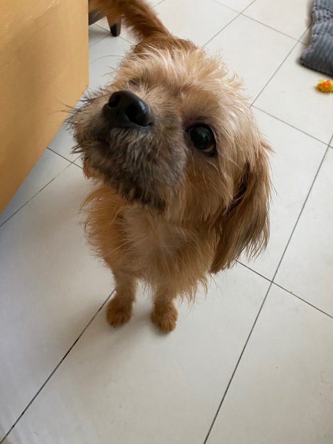 Shaggy - Shih Tzu + Terrier Dog