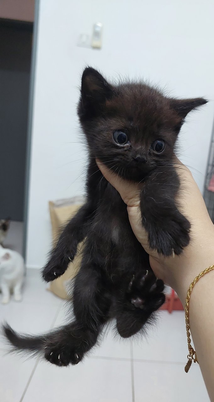 Blacky Boy - British Shorthair Cat