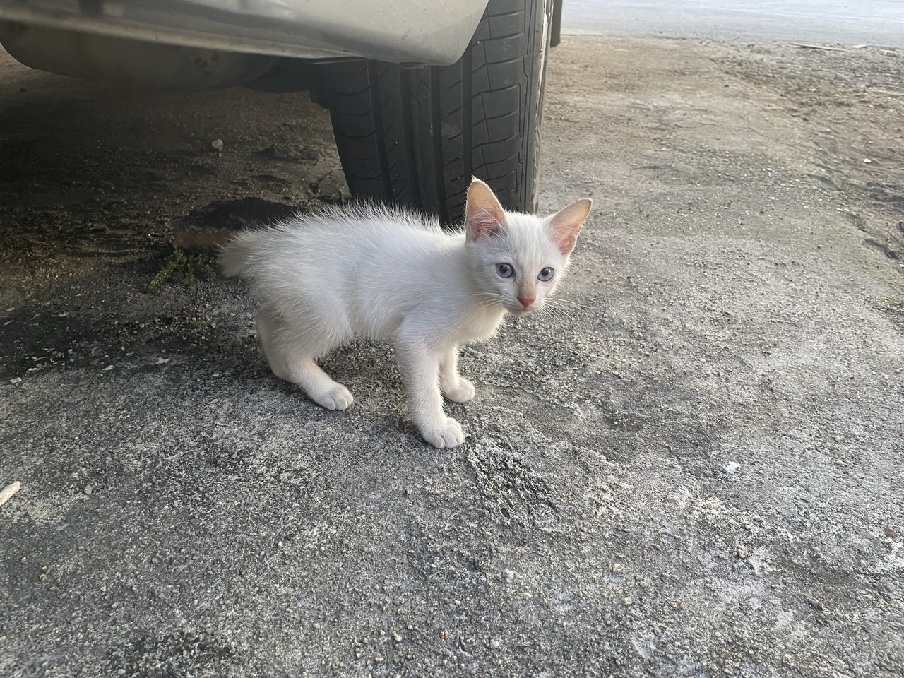 Kitten - Domestic Short Hair Cat