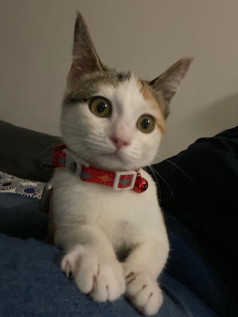 Salma, A Bubbly &amp; Curious Gal - Calico Cat