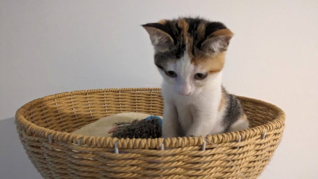 Salma, A Bubbly &amp; Curious Gal - Calico Cat