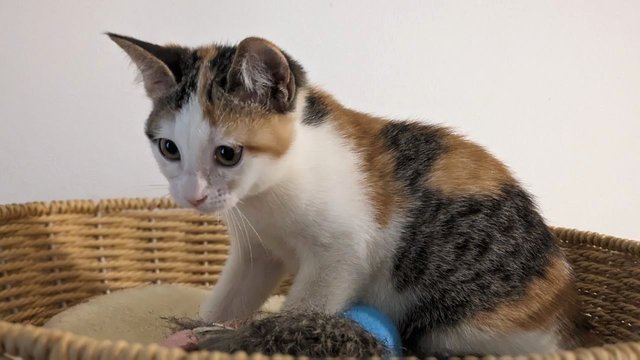 Salma, A Bubbly &amp; Curious Gal - Calico Cat