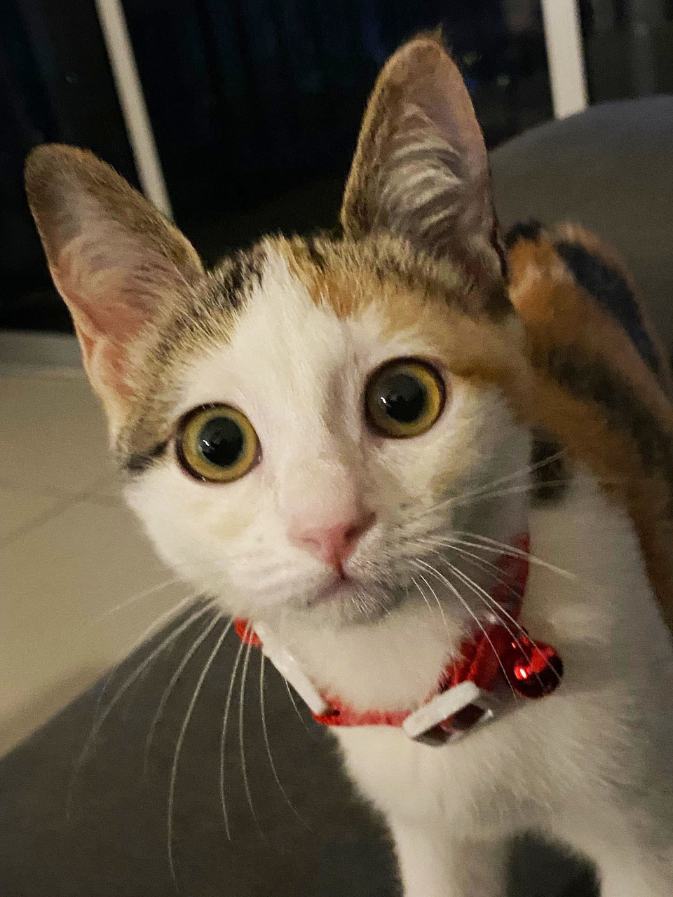 Salma, A Bubbly &amp; Curious Gal - Calico Cat