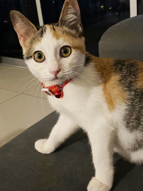 Salma, A Bubbly &amp; Curious Gal - Calico Cat