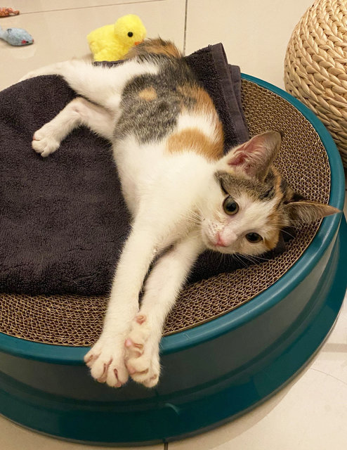 Salma, A Bubbly &amp; Curious Gal - Calico Cat